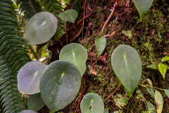 Peperomia peltilimba
