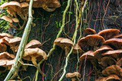 Cloudforest fungus