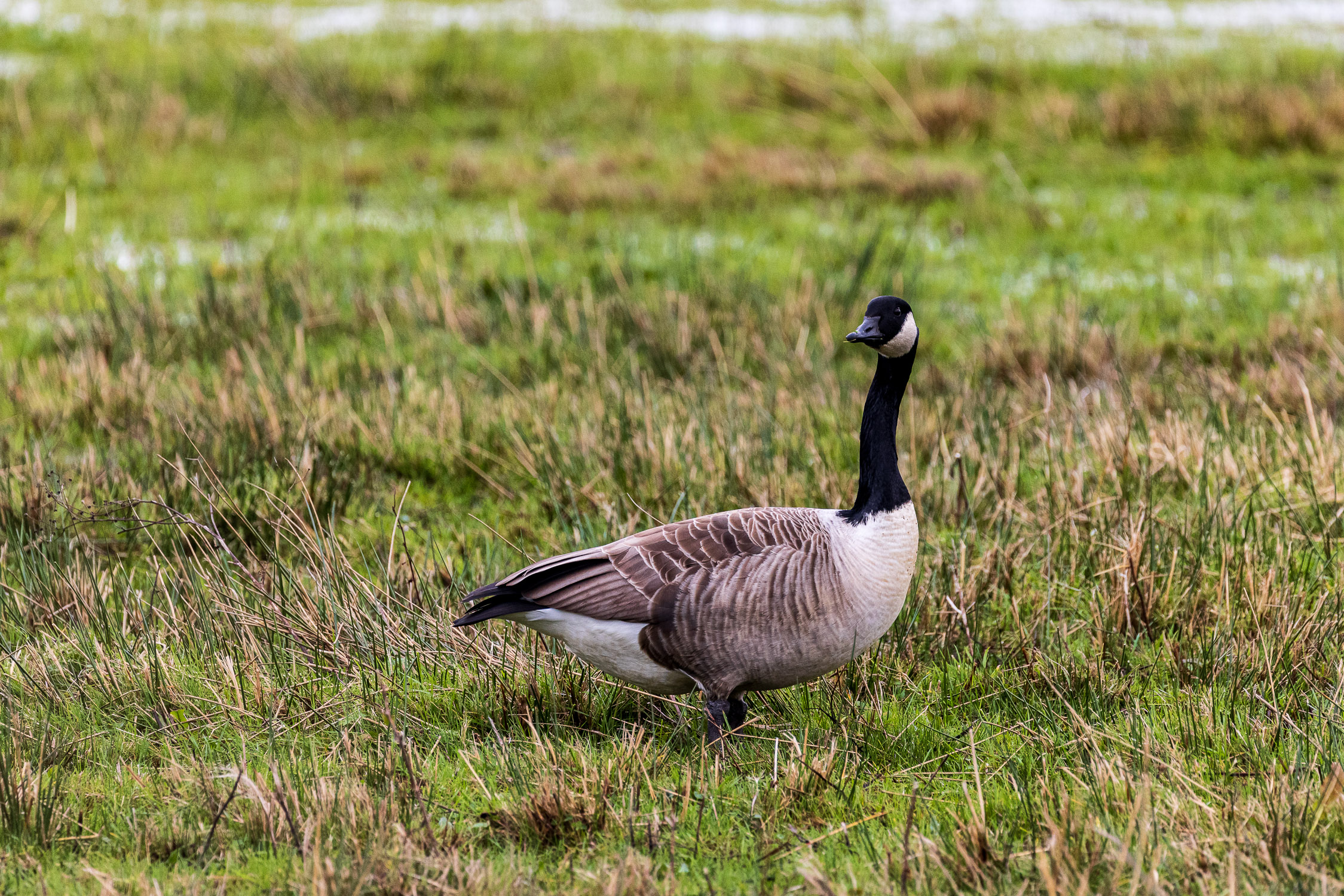 Canada goose, Keyhaven Marshes