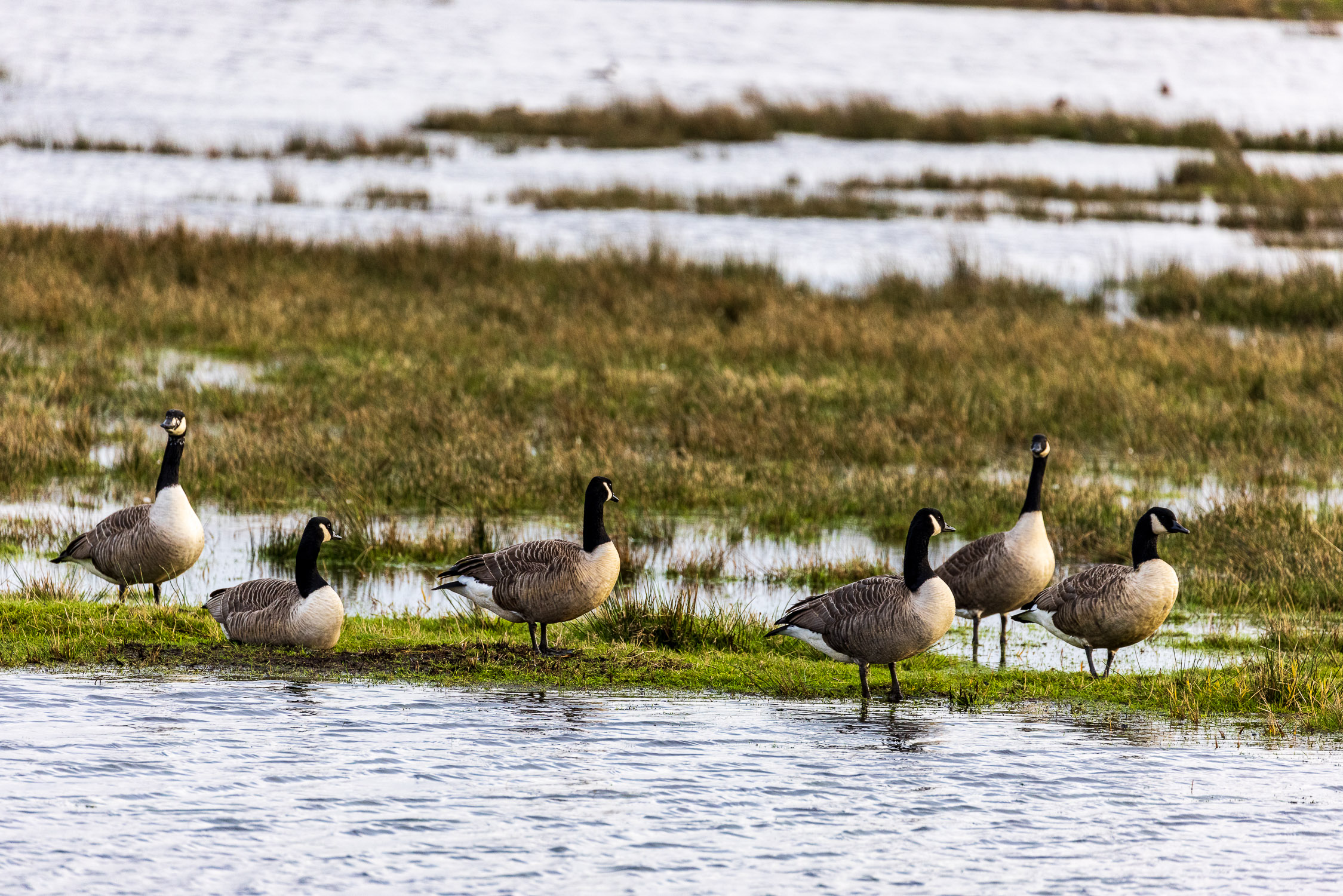 Canada geese on Keyhaven marshes