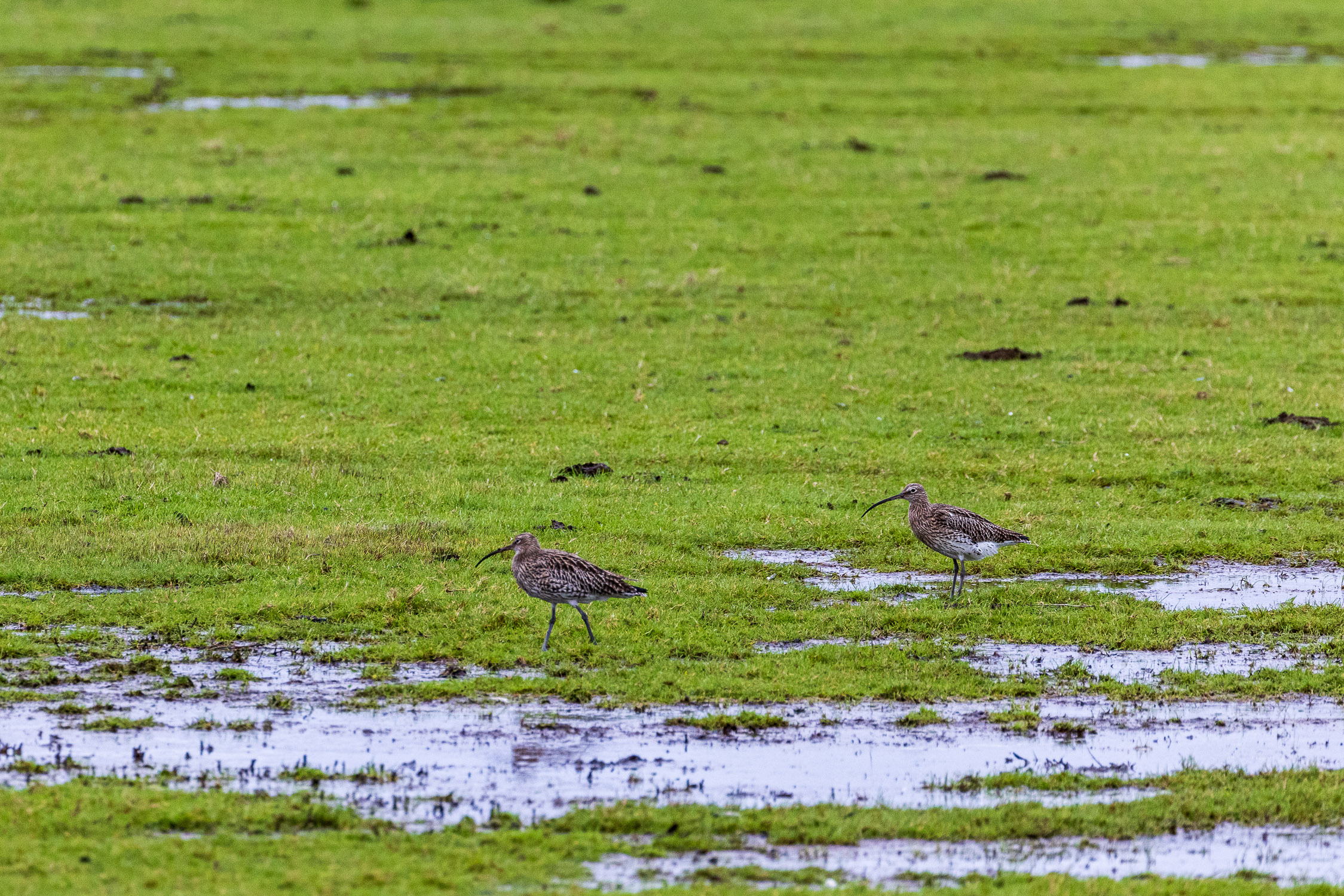 A pair of curlew, Keyhaven Marshes