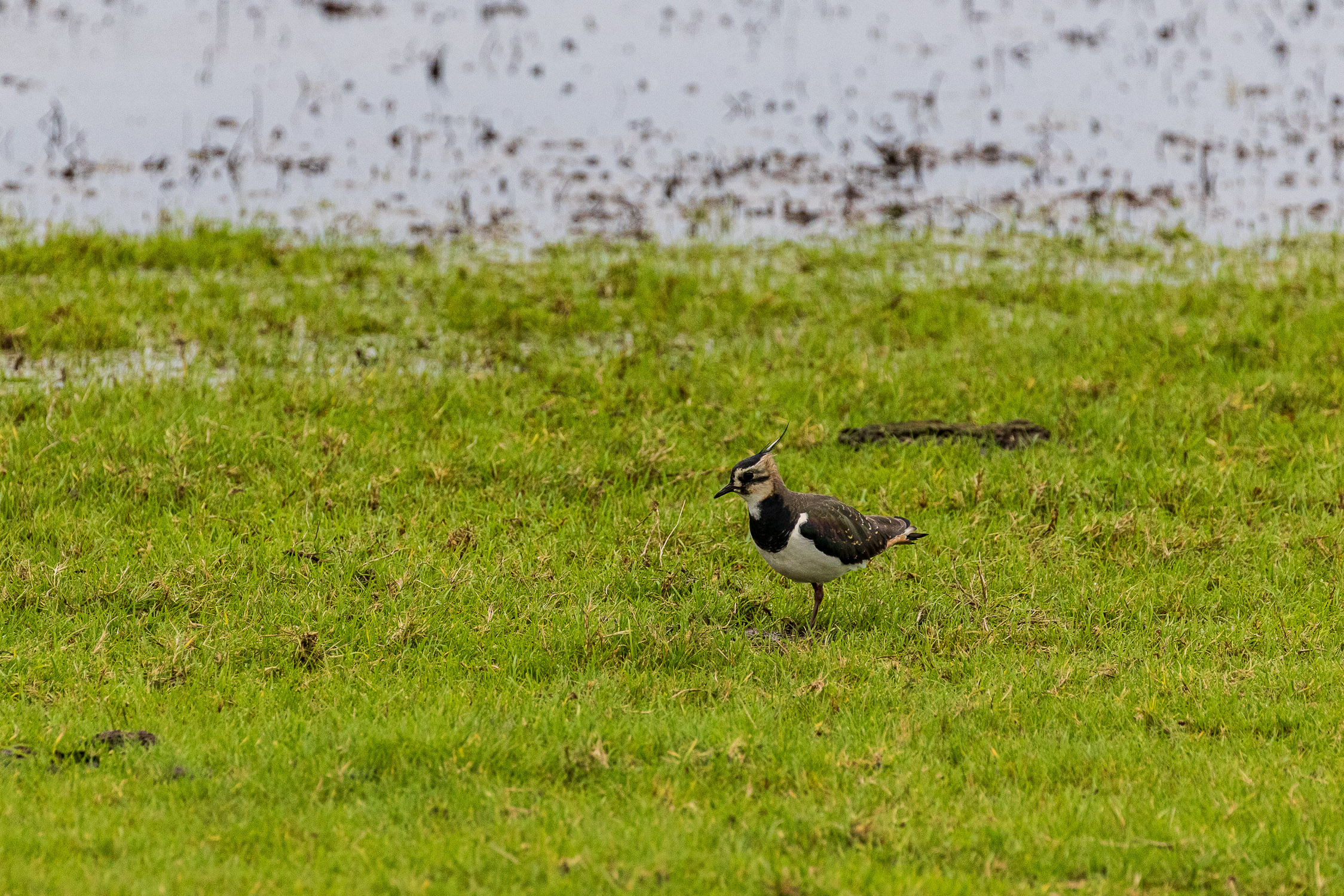 Lapwing on Keyhave Marshes