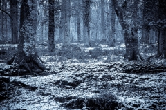 New Forest in the snow