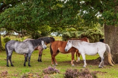 Ponies on Lodge Hill, New Forest