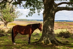 Ponies on Lodge Hill, New Forest