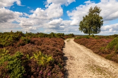Hampton Ridge, New Forest