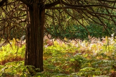 The Churchyard, New Forest
