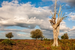 Lodge Hill, New Forest
