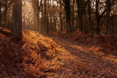 New Forest, Near Fritham