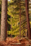 New forest near Bolderwood