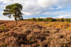 New forest near Bolderwood