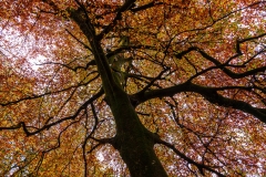 Beech tree, New Forest