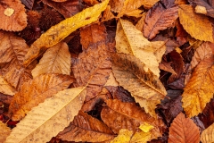 Fallen chestnut leaves, New Forest
