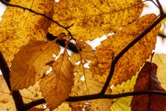Chestnut leaves, New Forest