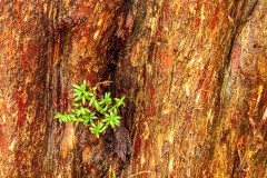 Moss, New Forest
