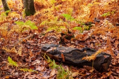 Rotting log, New Forest