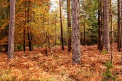 Autumn in the New Forest