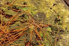 Old tree stump, New Forest