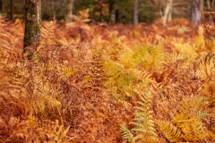 New Forest bracken