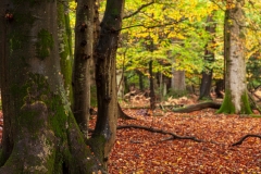 New Forest glade
