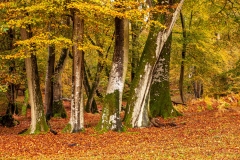 New Forest beech trees
