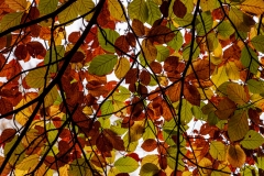 Beech tree, New Forest