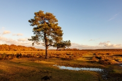Yew Tree Heath