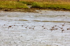 Ducks in flight