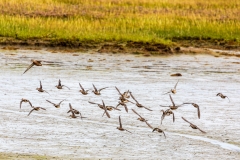 Ducks in flight