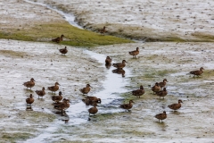 Ducks on the marshes