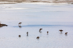 Wading birds