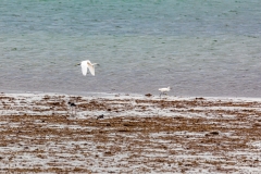 Egrets