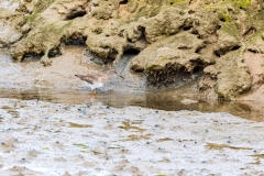 Common redshank