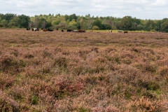 New Forest heather
