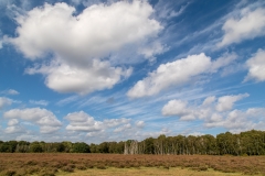 Big Skies over the New Forest