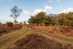 New Forest trails near Fritham