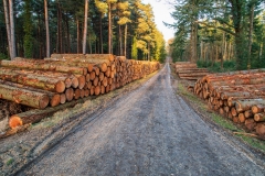 Logging piles, New Forest