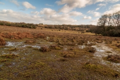 New Forest near Latchmore Brook