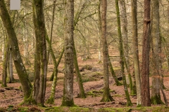 New Forest near Fritham
