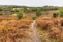 Grey October day in the New Forest near Millersford Bottom