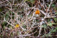 Robin, Lymington-Keyhaven Nature Reserve