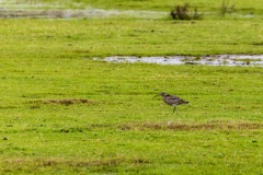 Curlew, Keyhaven Marshes