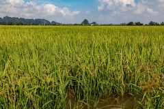 Rice field, Ninh Binh Province