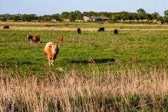Norfolk Cows