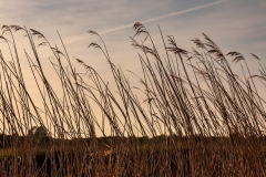 Reeds