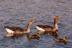 Geese on Fleet Dyke