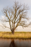 Broadland Tree