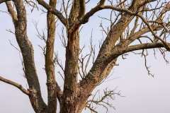 Broadland Tree