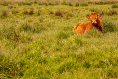 Broadland Cows