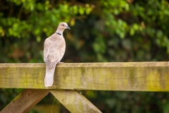 Collared Dove
